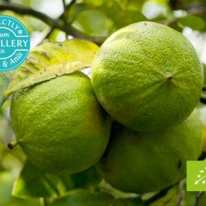 AMON & ANIS (SLOVENIJA) – Bergamot organsko eterično ulje