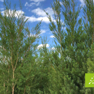 AMON & ANIS (SLOVENIJA) – Čajevac organsko eterično ulje