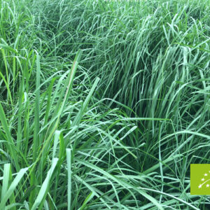 AMON & ANIS (SLOVENIJA) – Limunska trava organsko eterično ulje