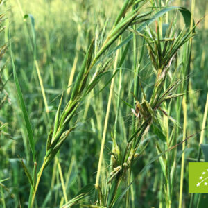 AMON & ANIS (SLOVENIJA) – Palmarosa organsko eterično ulje