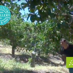 AMON & ANIS (SLOVENIJA) – Naranča organsko eterično ulje