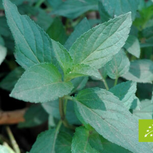 AMON & ANIS (SLOVENIJA) – Paprena metvica organsko eterično ulje