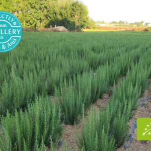 AMON & ANIS (SLOVENIJA) – Ružmarin organsko eterično ulje