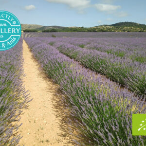 AMON & ANIS (SLOVENIJA) – Lavandula angustofolia organsko eterično ulje